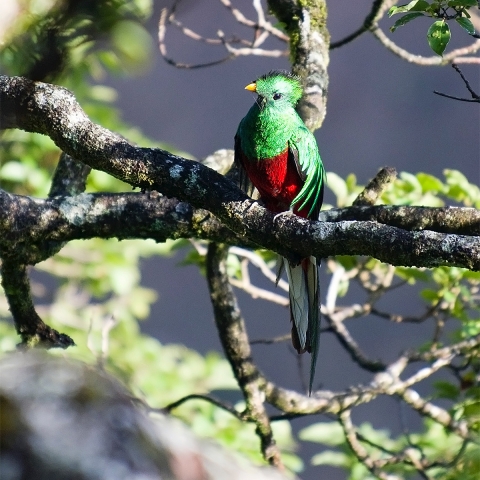 Photo of a quetzal.