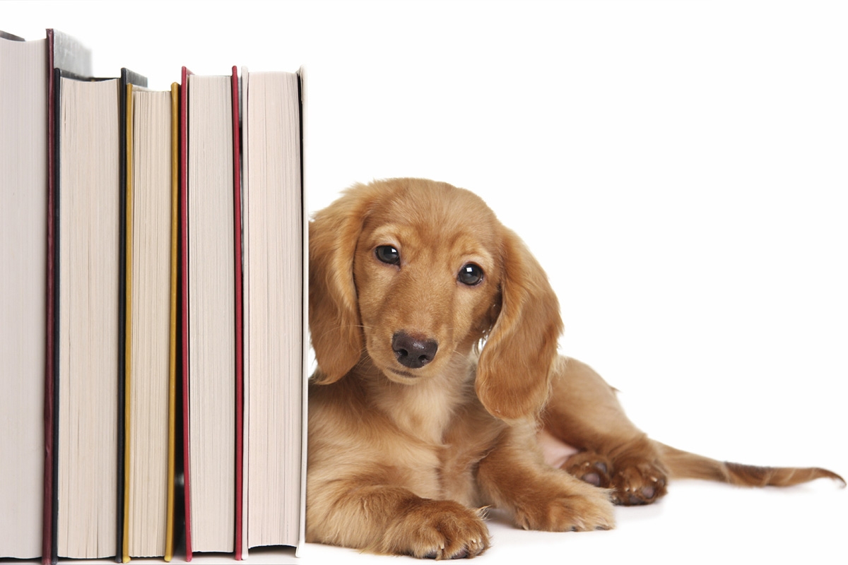 photo of stack of books and puppy