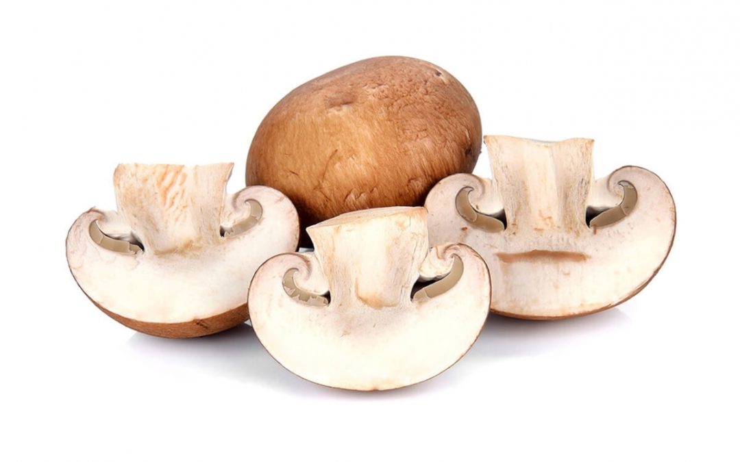 Class Shows how to Grow Mushrooms