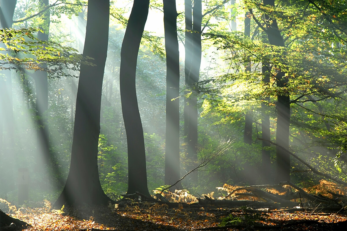 korumindfulnessclassimage Image of trees in a forest.