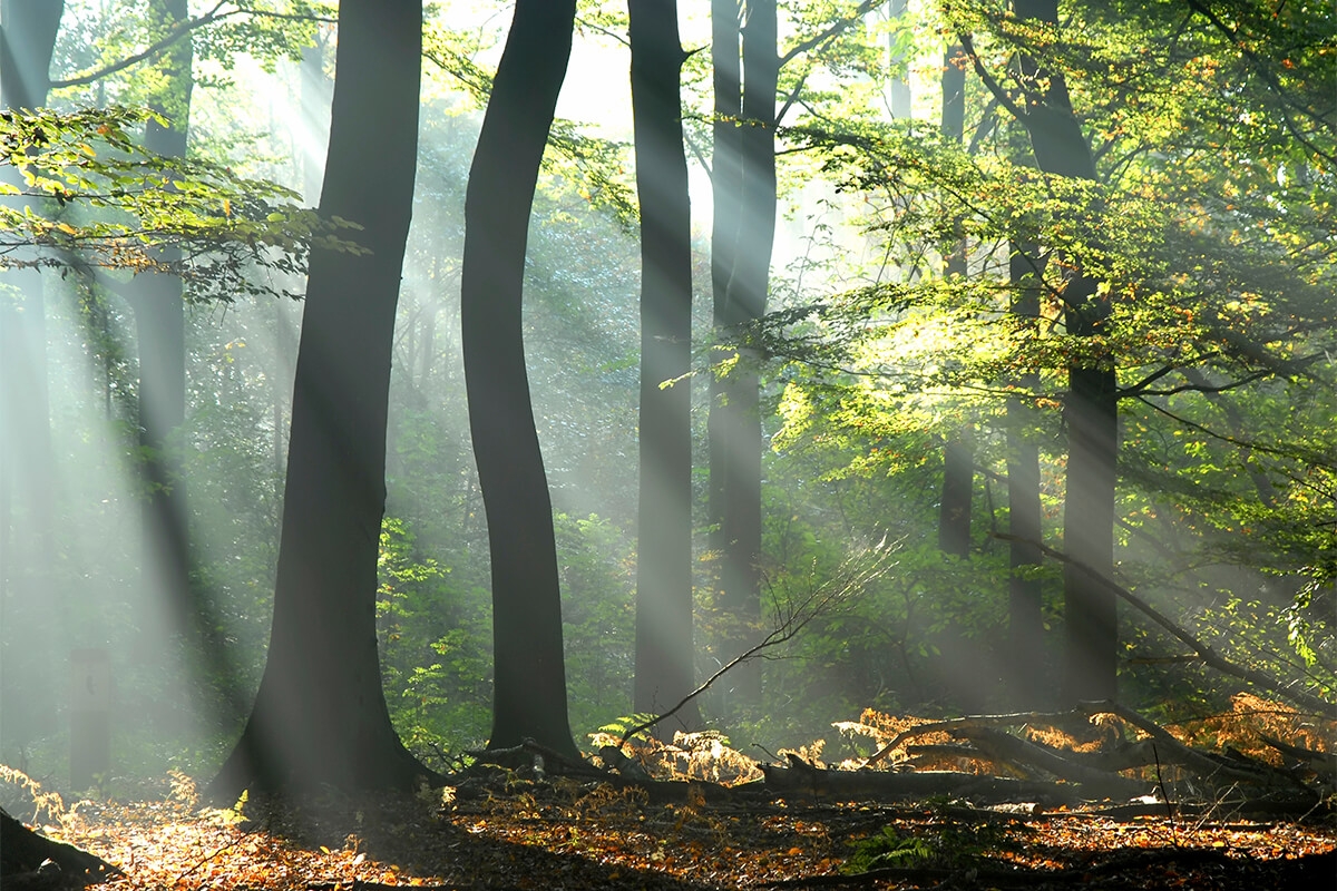 Image of trees in a forest.