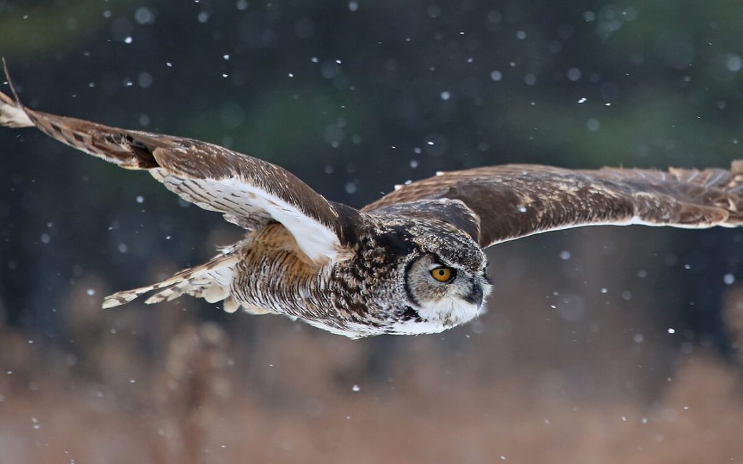 Nighttime Owl Adventure Offered at Werner