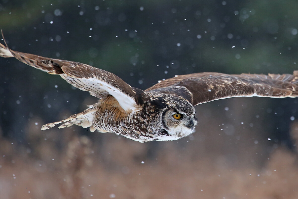 Photo of owl in flight.