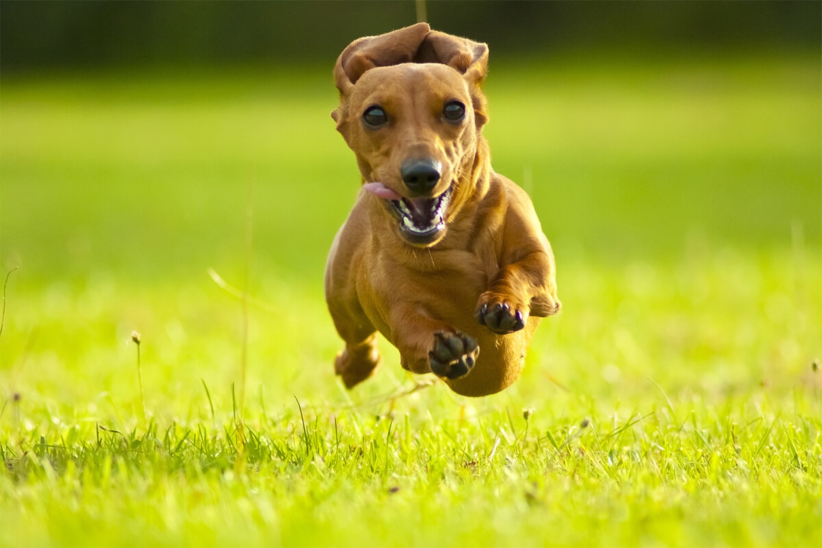olliart321image_0 Photo of Dachshund.