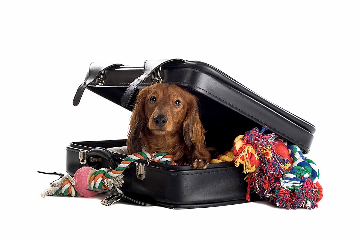 Image of dachshund in suitcase.