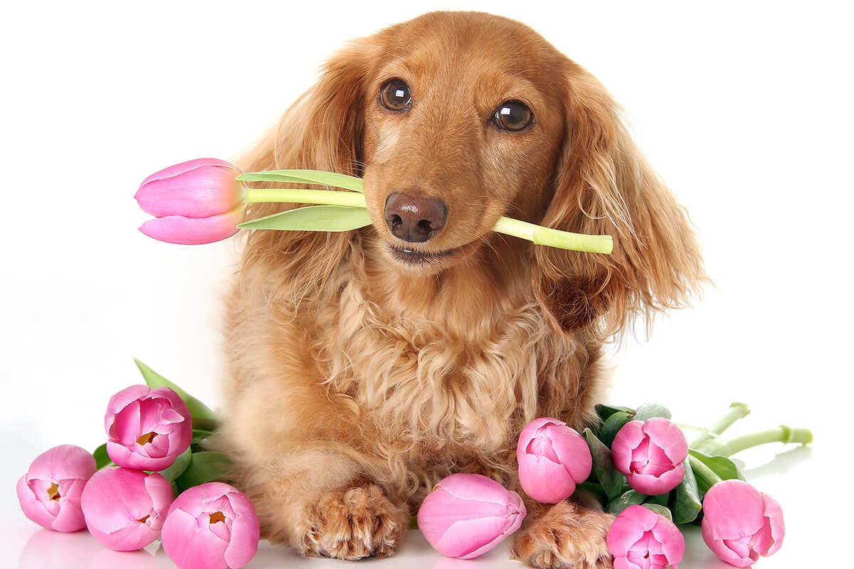 Photo of dachshund with tulips.