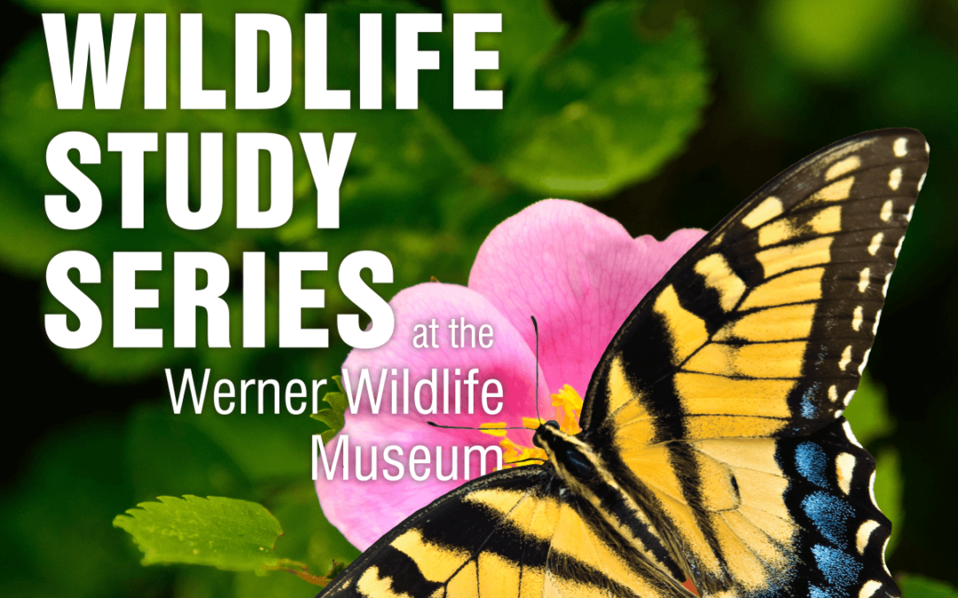 Wildlife and Water Sources Focus for August Wildlife Series