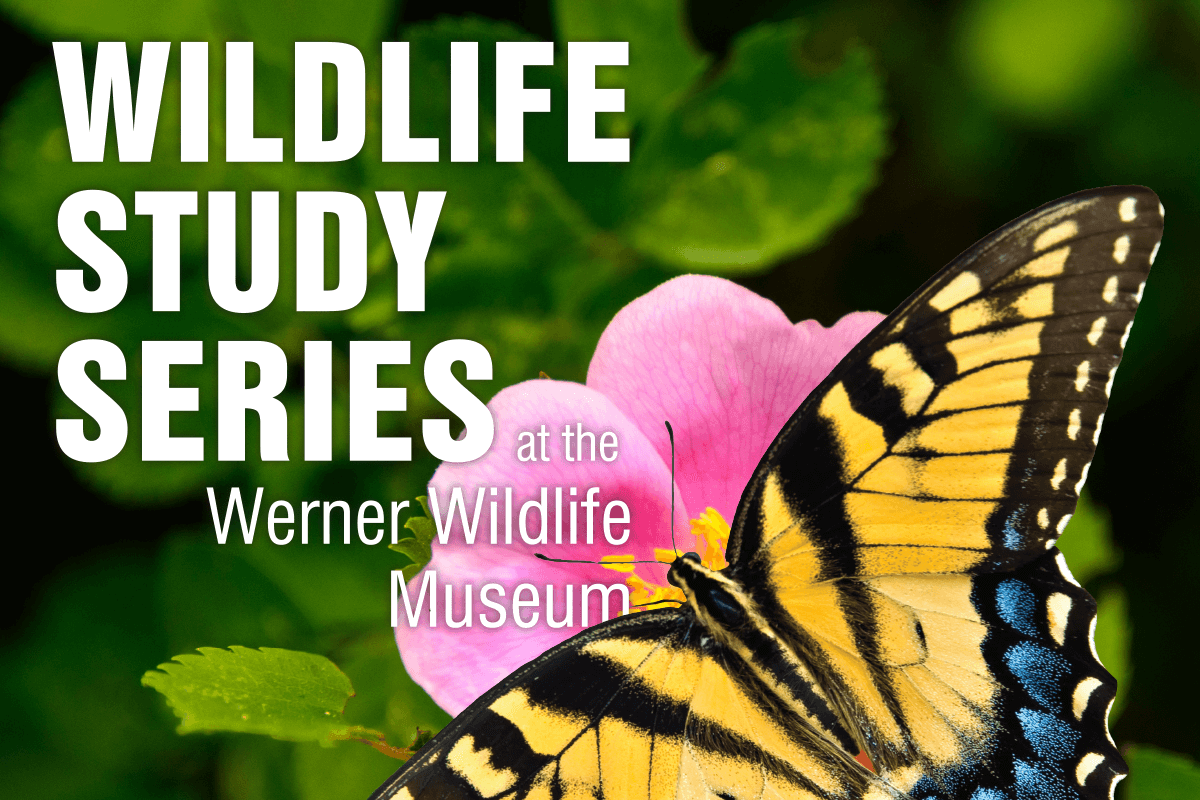 Image for Werner Wildlife Museum Story.