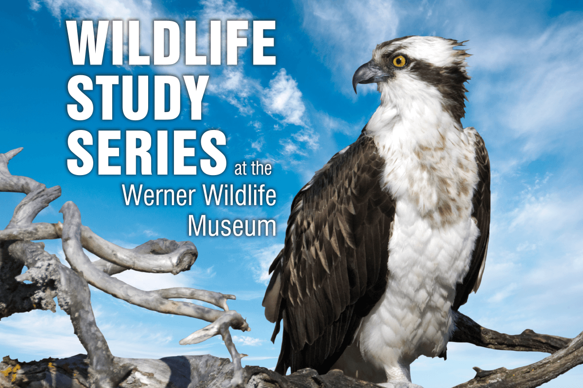 Image for November Werner Wildlife Series.