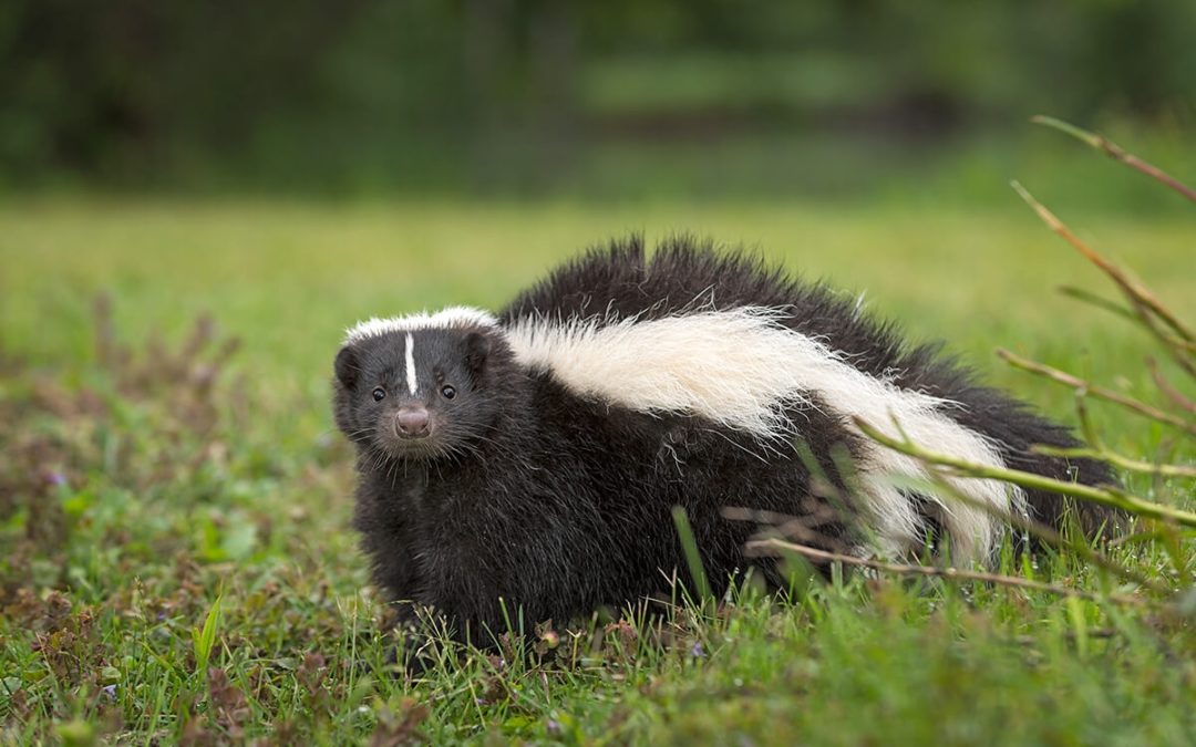 Rabies Topic of Zimmerman