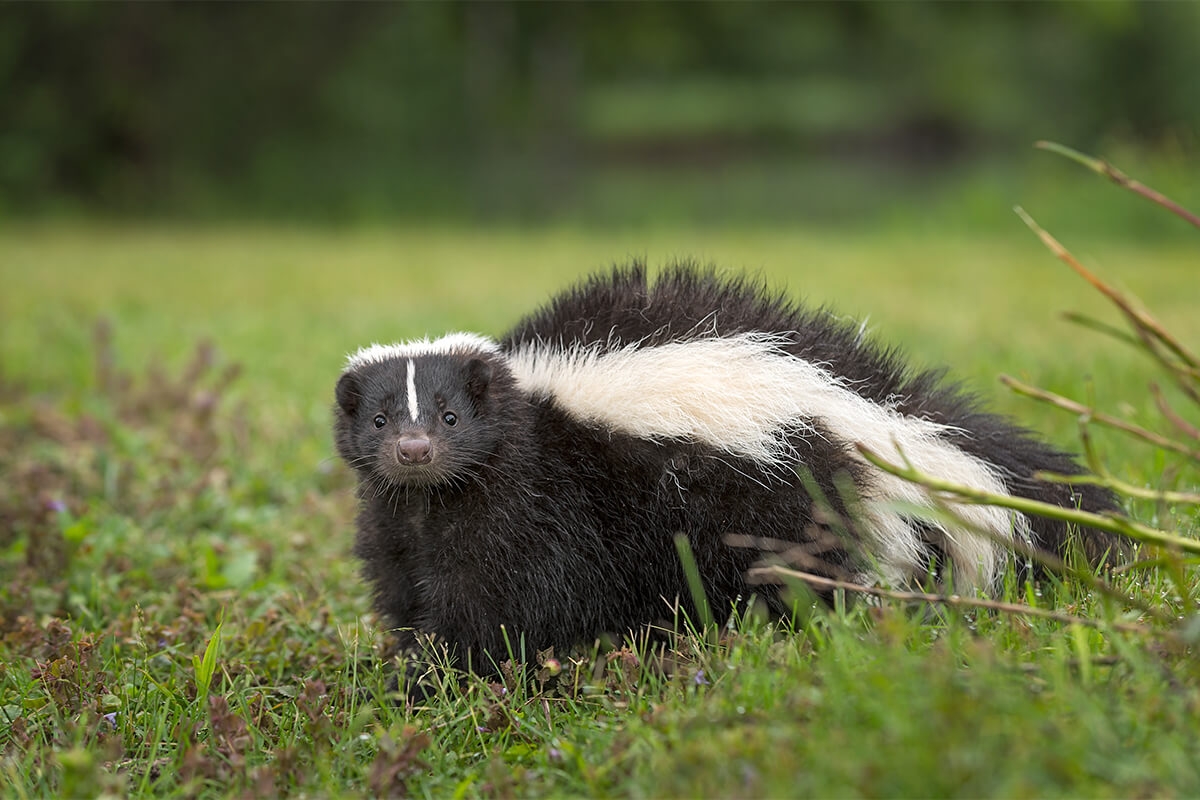 Photo of skunk.