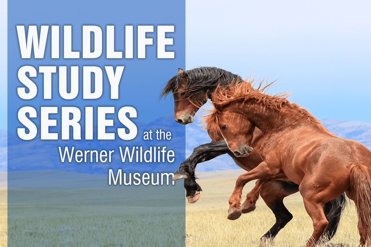 wernerstudyimage Image for Warner Wildlife Series Spring 2019.