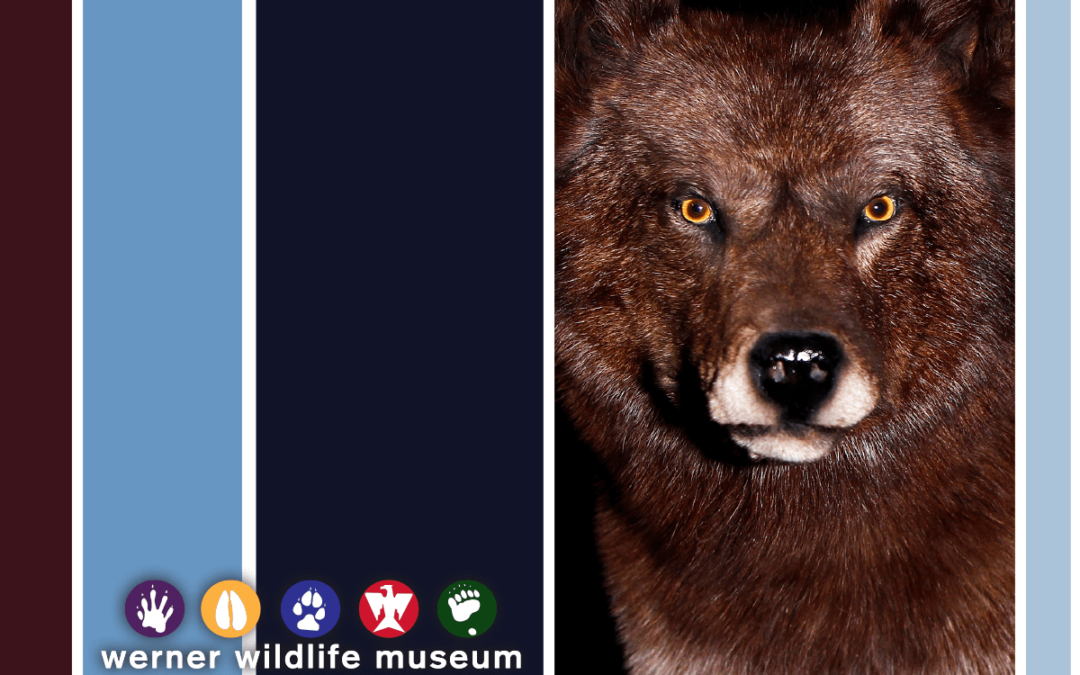 “Thankful Thursday” to Help Werner Wildlife Museum