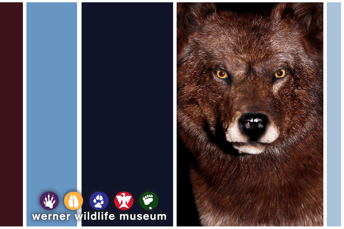 wernerthankfulthursdayimage Image for "Thankful Thursday" event for Werner Wildlife Museum.