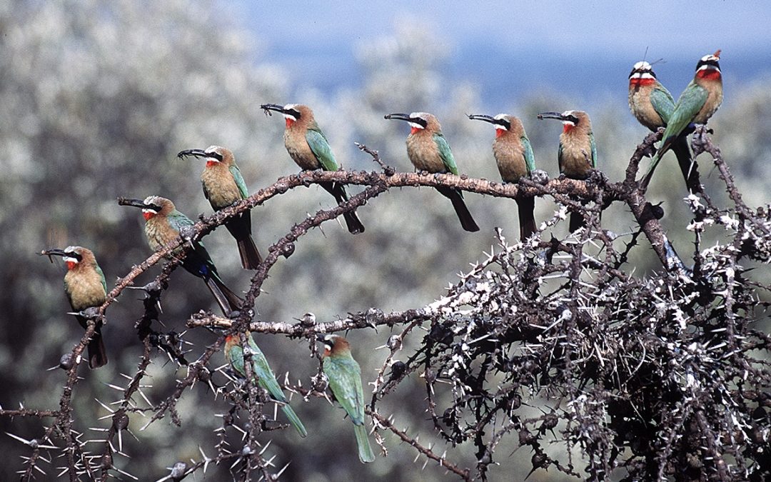 Scott to Explore Bird-brained Ideas