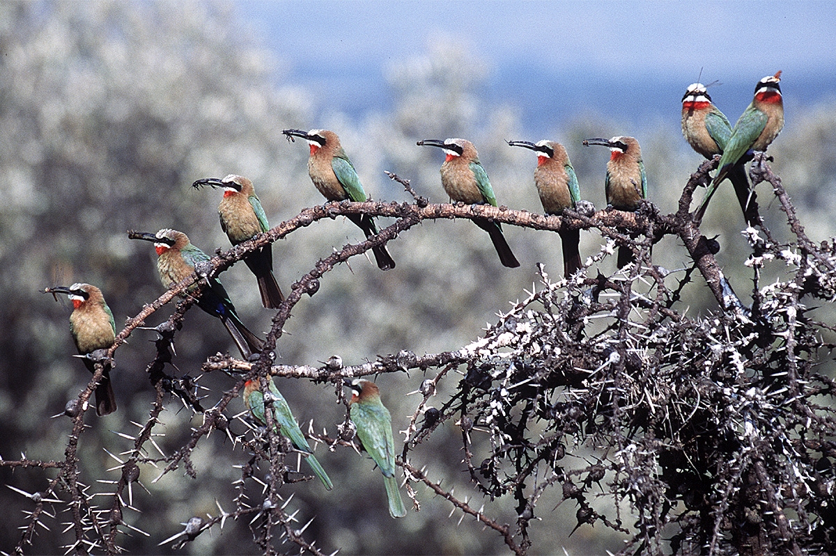 bird-brainedimage “Bird-brained Ideas About Our Fine-feathered Friends” is the topic for the February Werner Wildlife Study Group on Thursday, Feb. 15 beginning at 7 p.m.