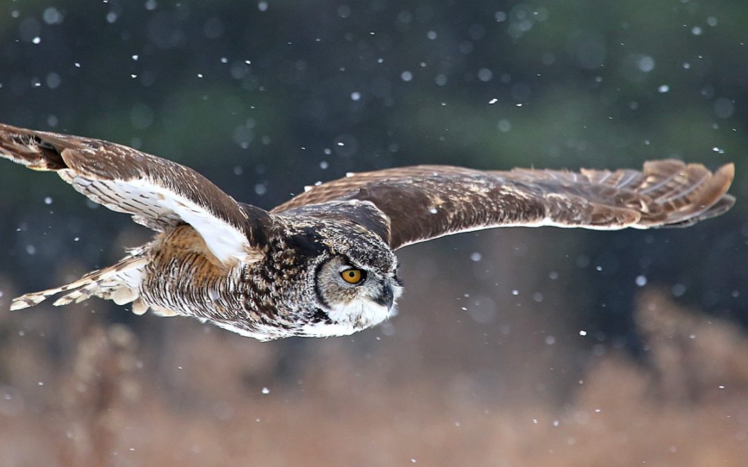How do Birds Survive the Winter?