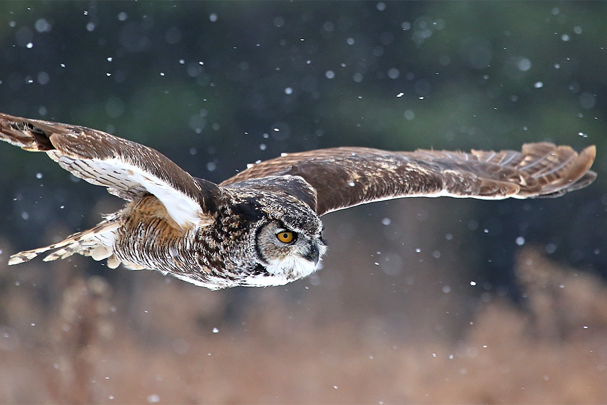 “Staying Alive: How Birds Survive a Wyoming Winter” is the topic for the November Werner Wildlife Study Group on Thursday, Nov. 16 beginning at 7 p.m.