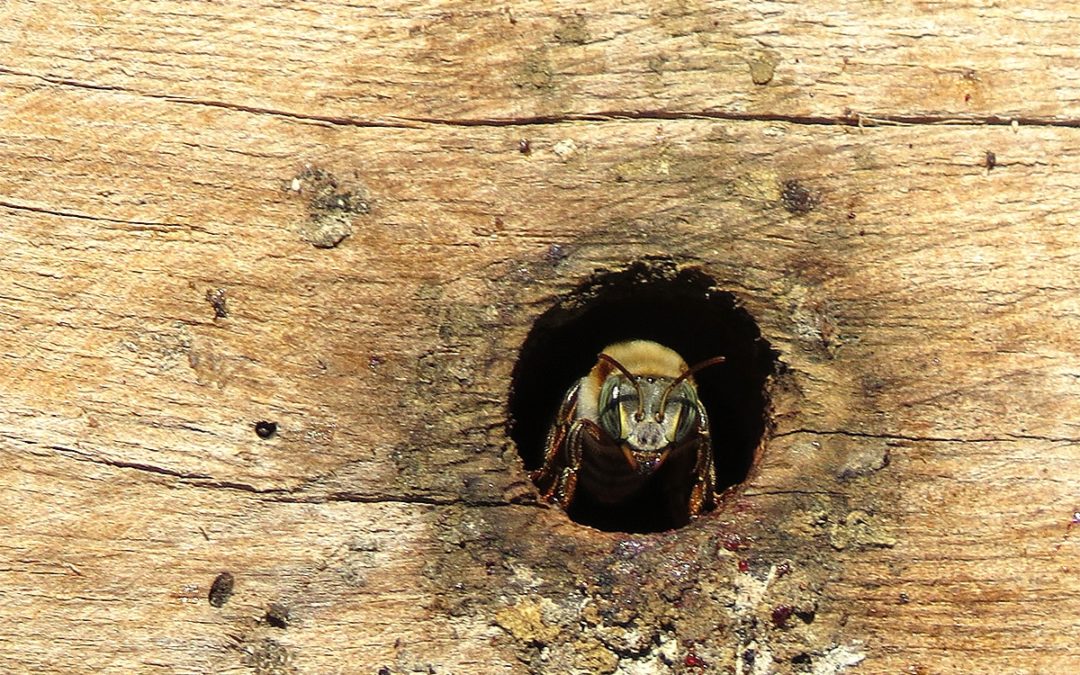 Robinson to Present Talk on Bees in Mexico