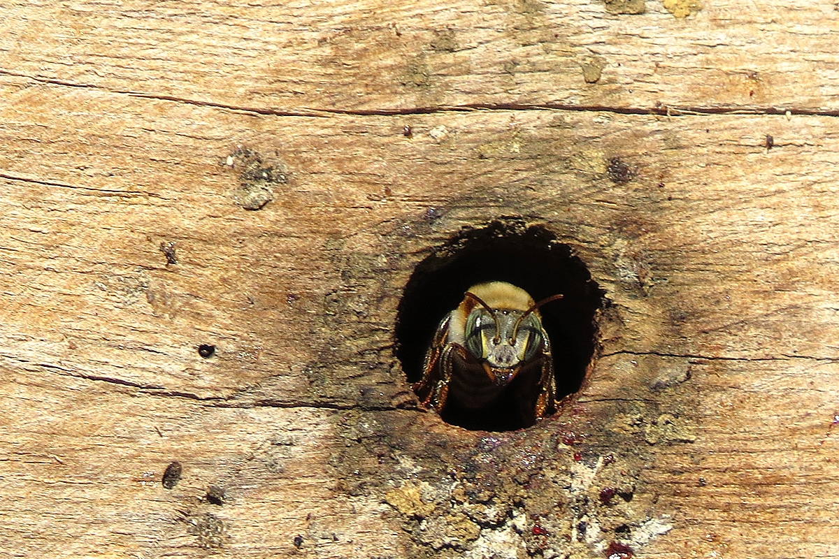 fig13._beecheii_guard “The Stinging and the Stingless: Among the Bees of Mayan Mexico” Robinson’s presentation will be given on Friday, April 13 at 7 p.m.