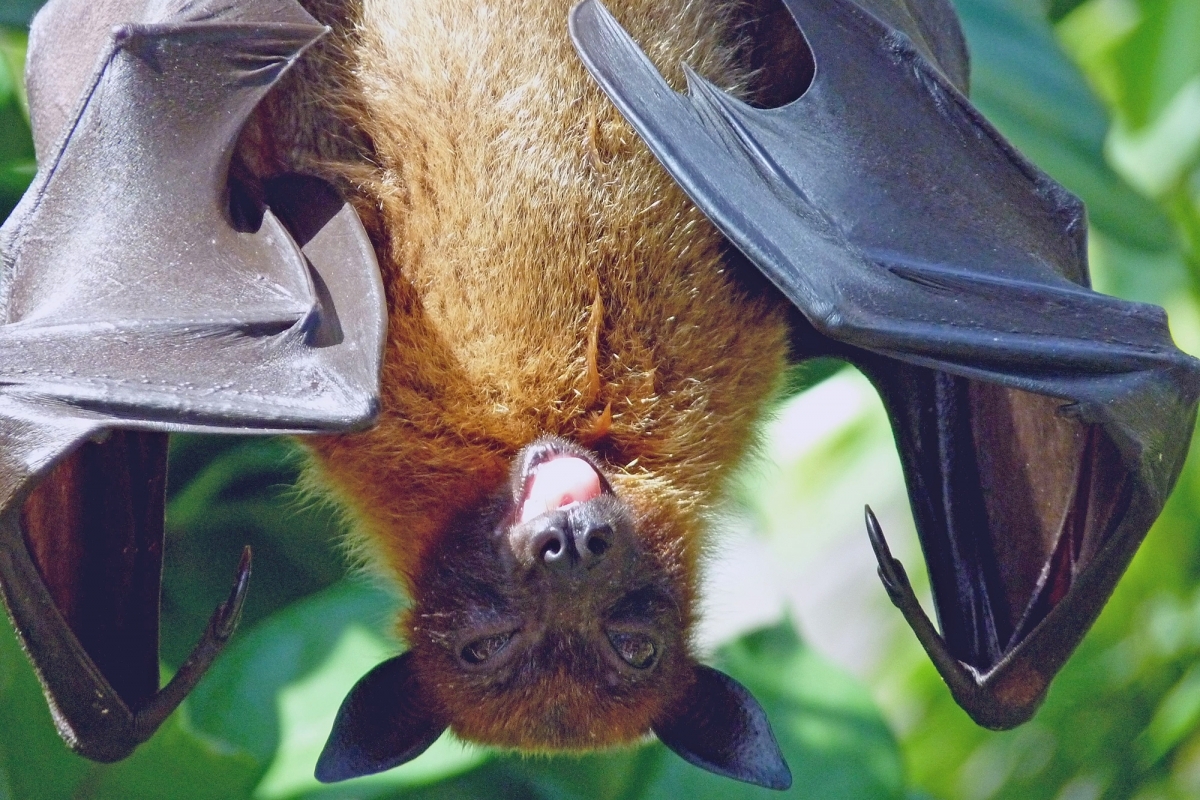 Photo of bat for Werner Wildlife May Talk press release.