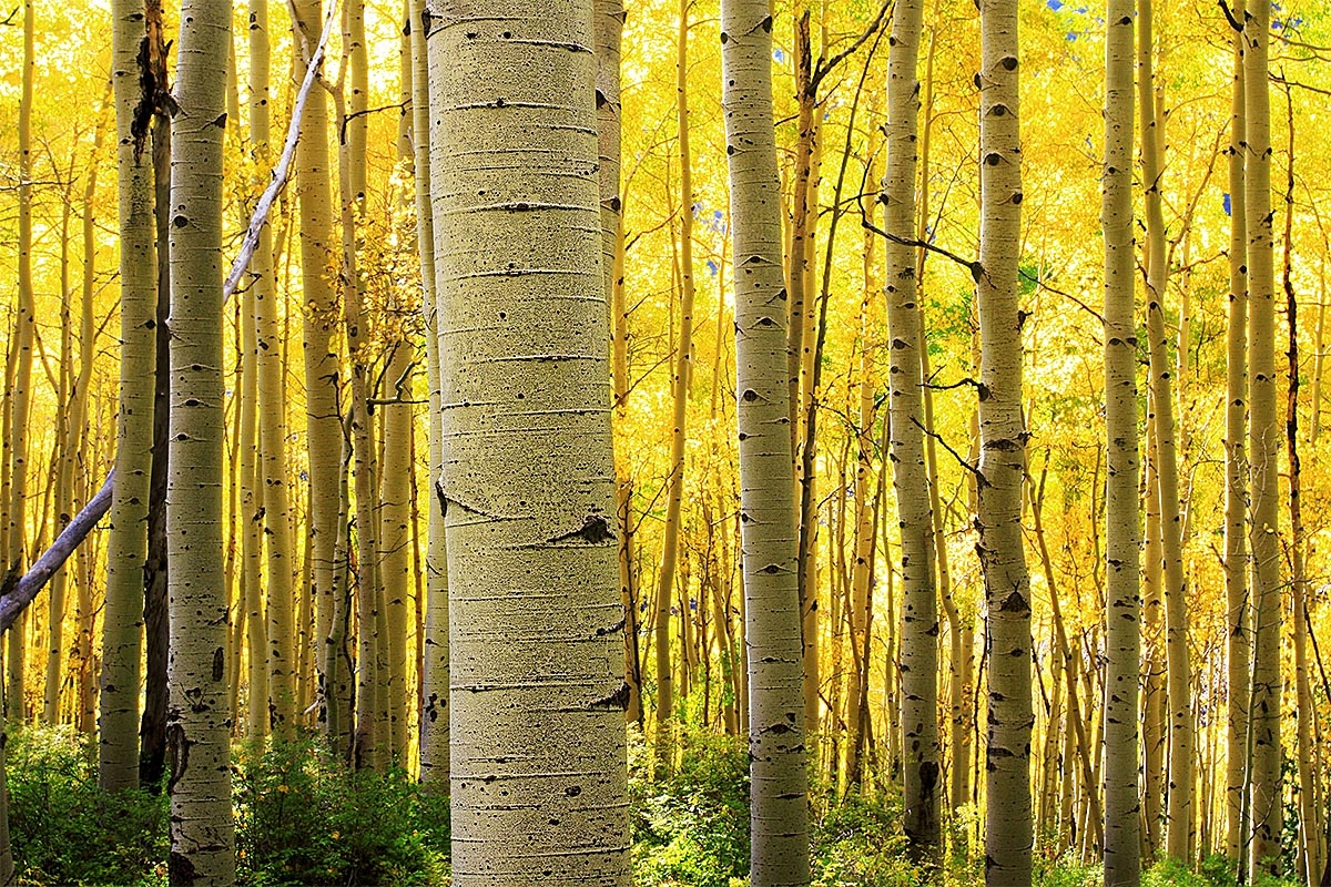 Photo of aspen trees.