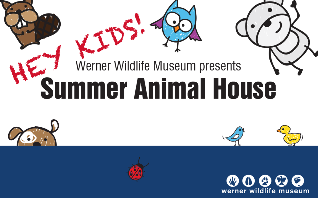 Kids’ Animal House Set for Summer Fun