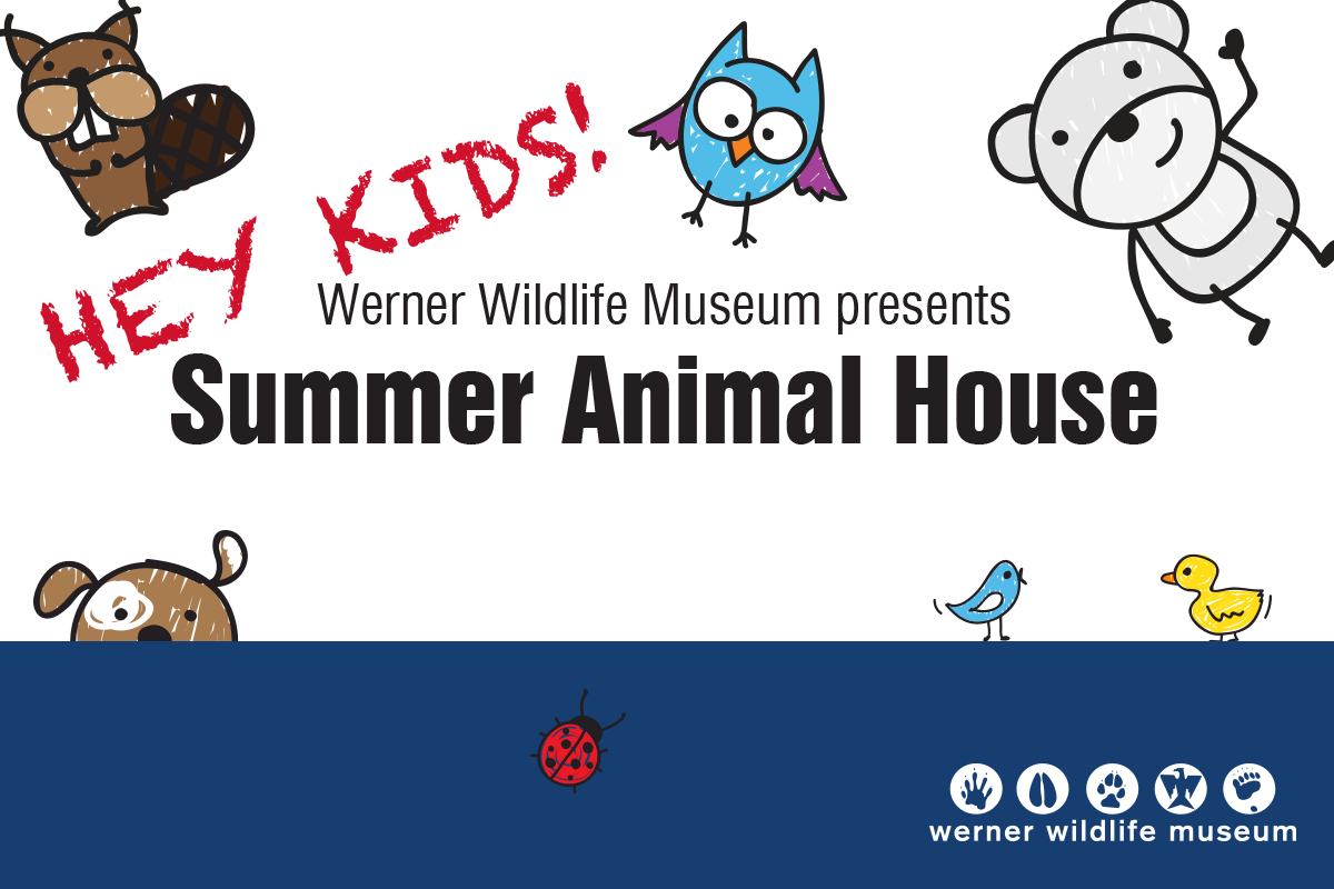 Summer Animal House at the Werner Wildlife Museum.