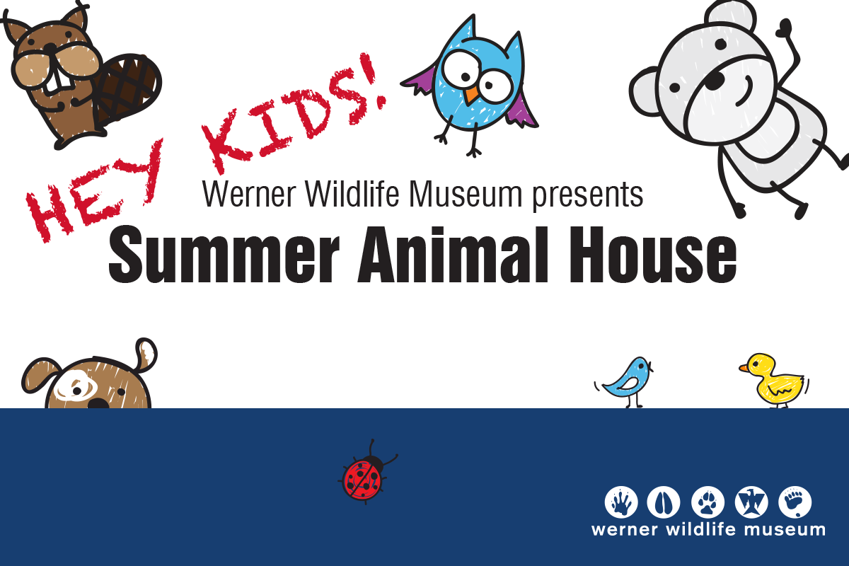 summeranimalimage Summer Animal House at the Werner Wildlife Museum.
