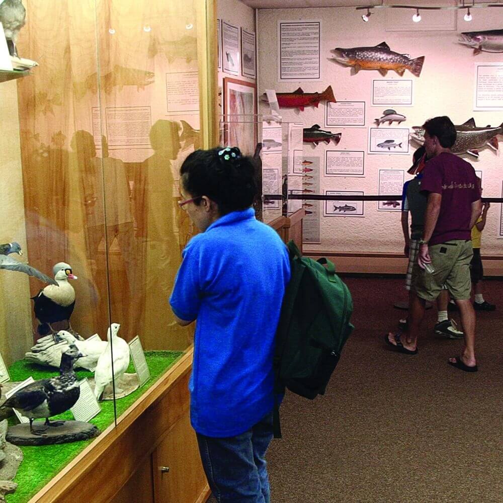 display cases with birds and fish inside a museum