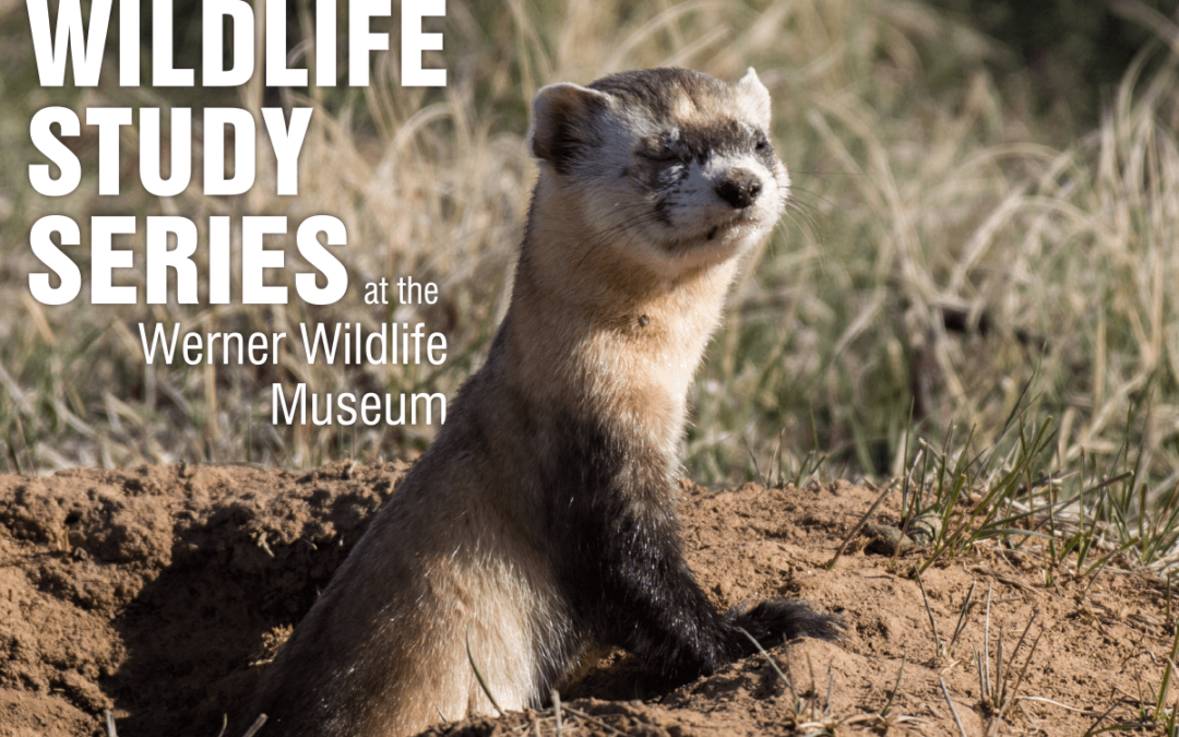 CANCELLED – Endangered Species of Wyoming Topic of January Program