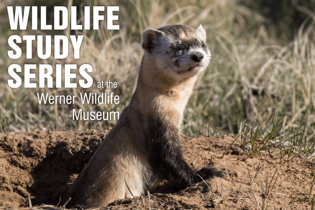 The January Werner Wildlife Study Group on Thursday, Jan. 18 beginning at 7 p.m.