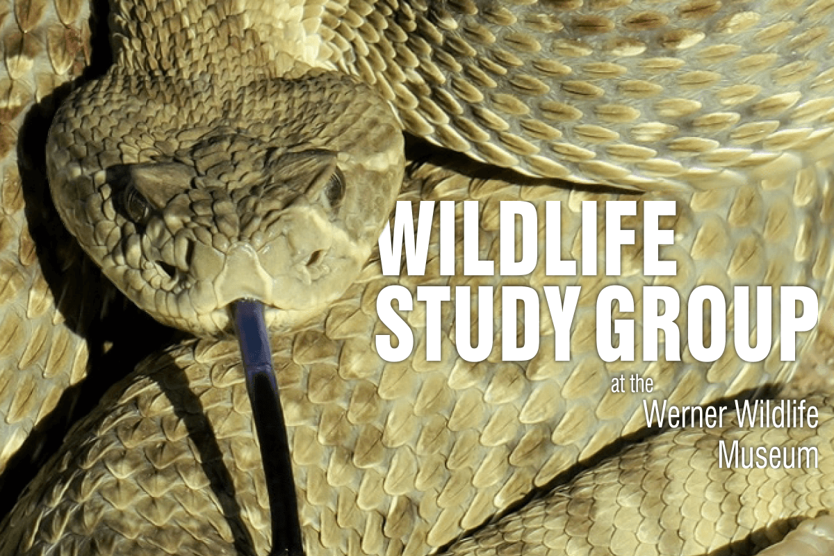 wernerwildlifeimage Werner Wildlife Museum Study Group