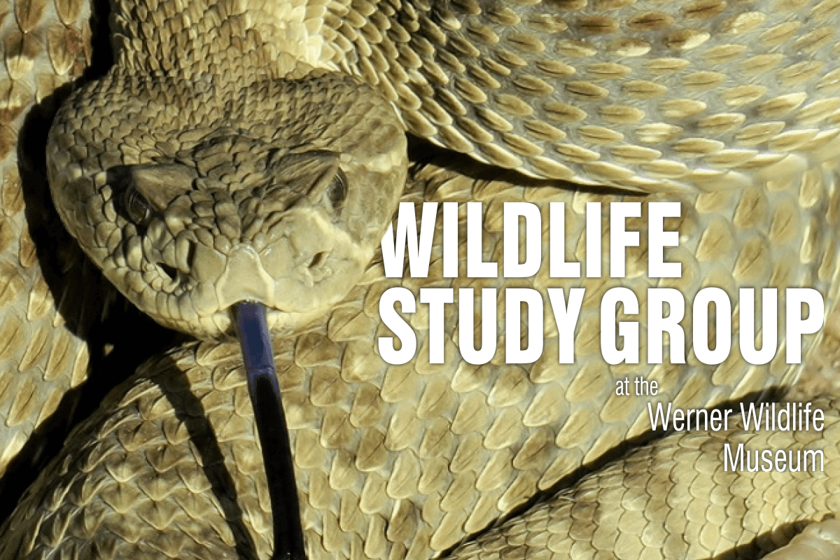 Werner Wildlife Museum Study Group