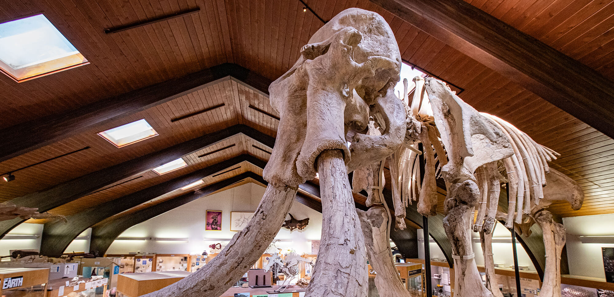 Dee the Mammoth skeleton on the Casper College campus.