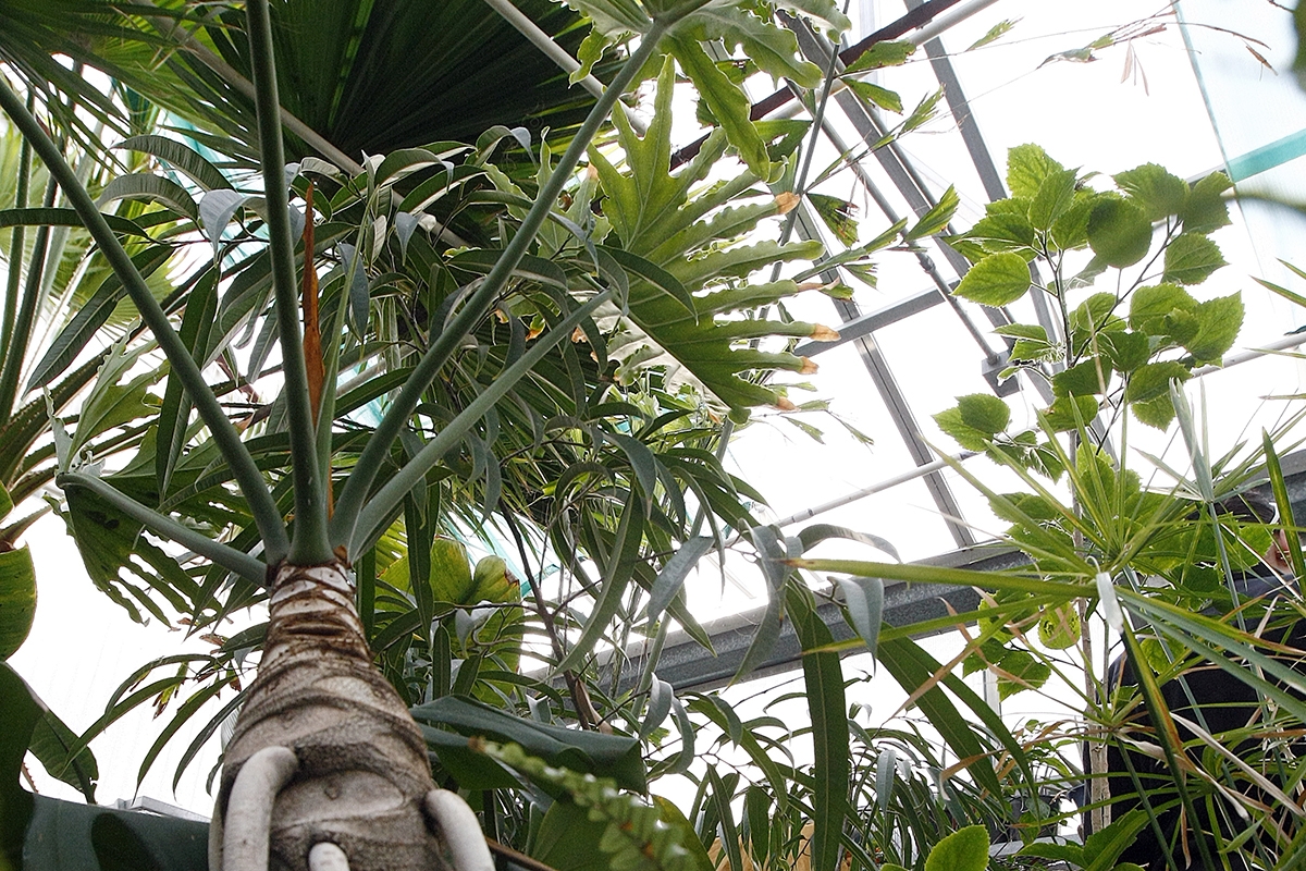 Casper College greenhouse