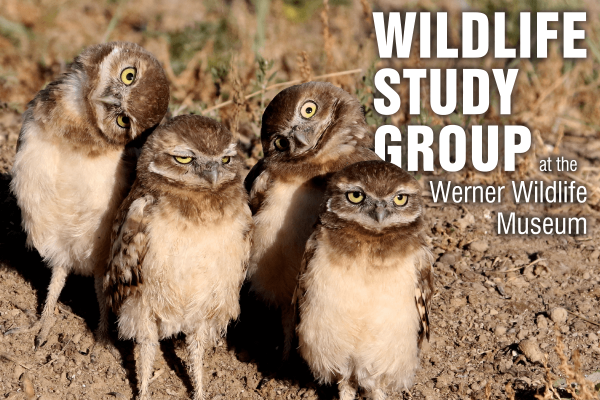 wildlifestudyimage (1) “Conserving Wildlife in a Boom and Bust state: Wildlife Conservation and Energy Development in Wyoming” on Thursday, March 16 at 7 p.m. at the Werner Wildlife Museum.
