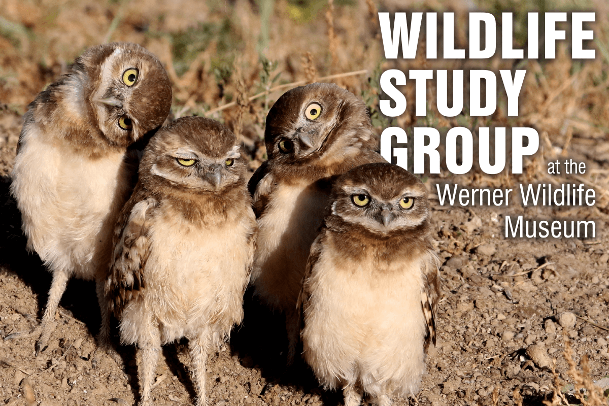 “Conserving Wildlife in a Boom and Bust state: Wildlife Conservation and Energy Development in Wyoming” on Thursday, March 16 at 7 p.m. at the Werner Wildlife Museum.