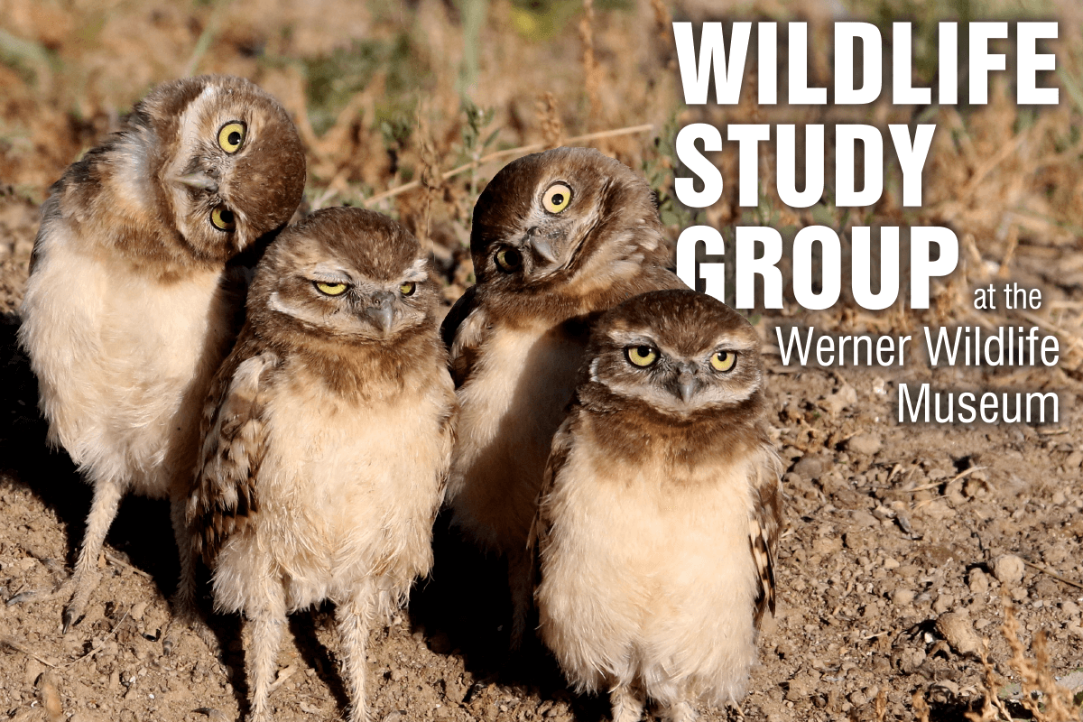 “Silent Wings and Night Vision: Wyoming’s Owls” on Thursday, Feb. 16 at 7 p.m. at Werner Wildlife Museum’s Wildlife Study Group. Stacey Scott will be the guest speaker.