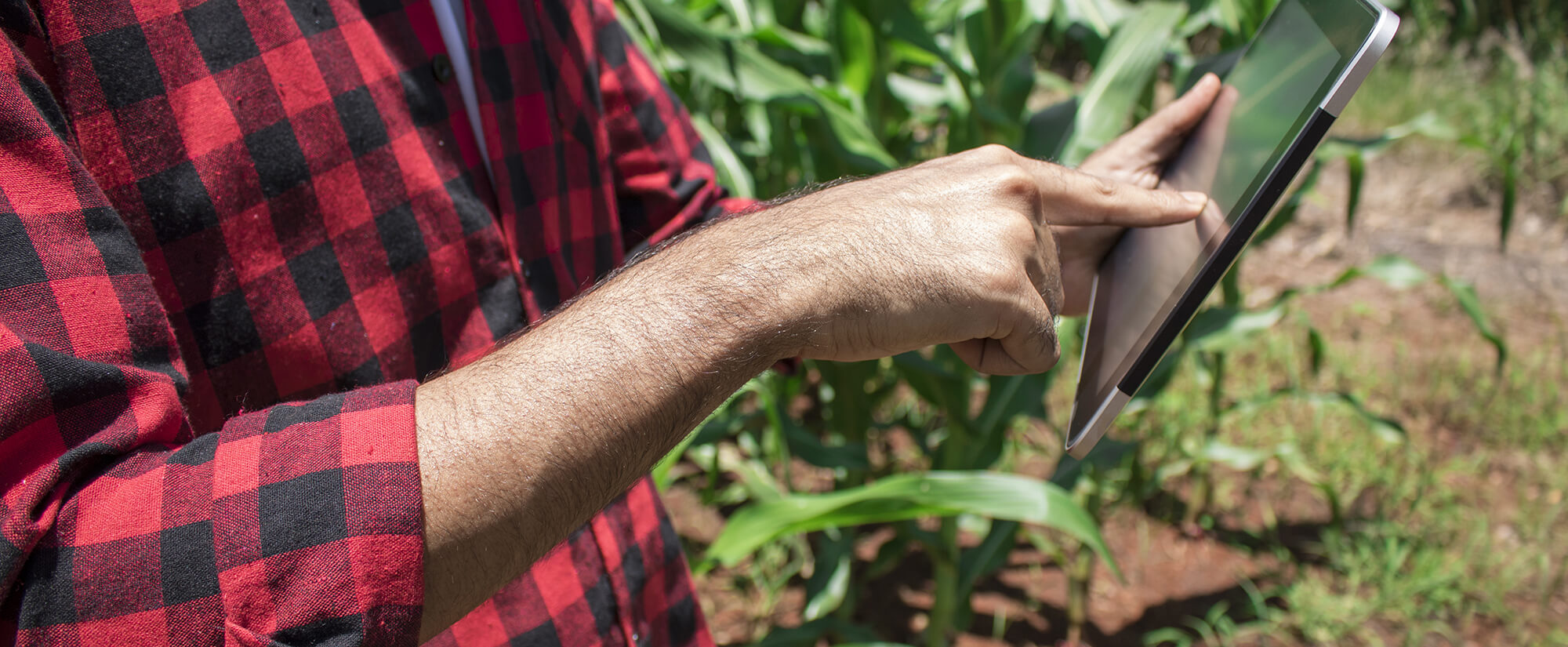 Close up of someone holding and using an electronic tablet while standing in a corn field