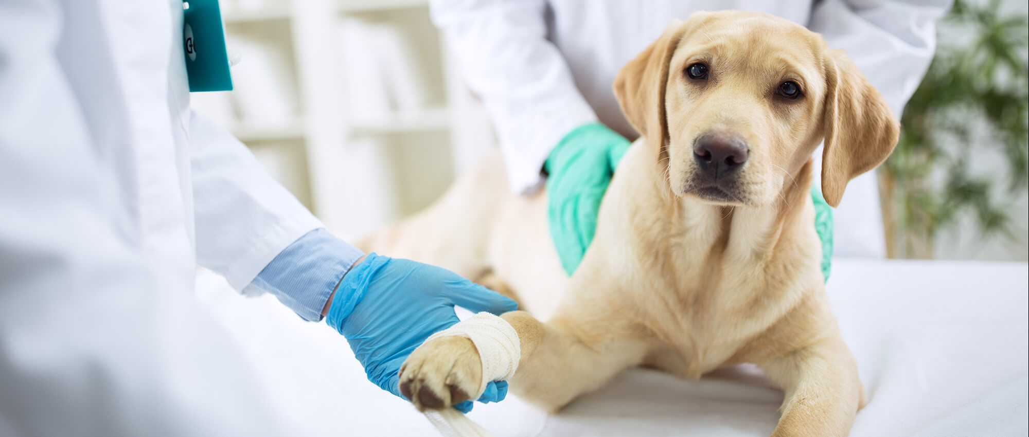 cantharidin powder cantharidin powder