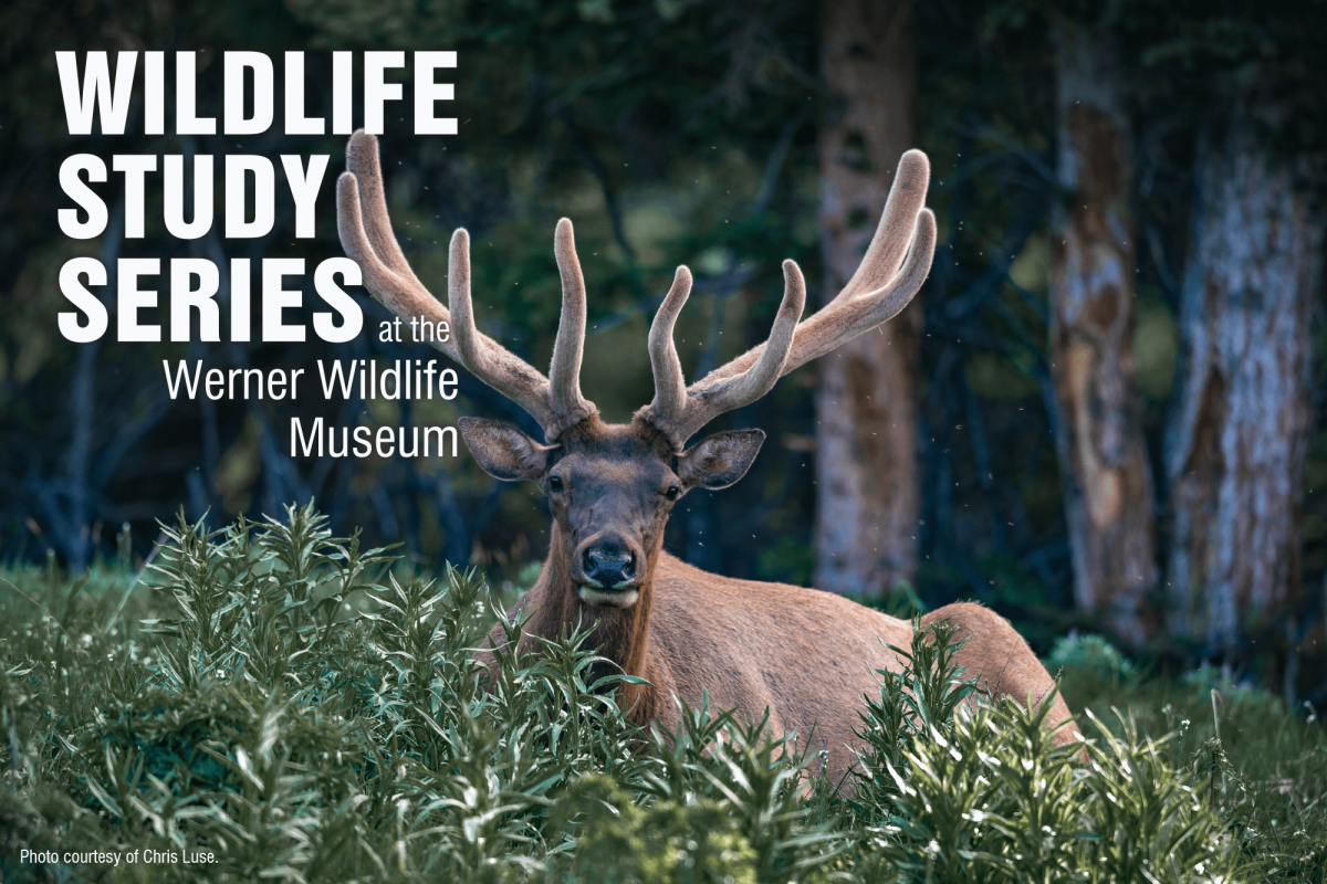 Image for June wildlife series press release.