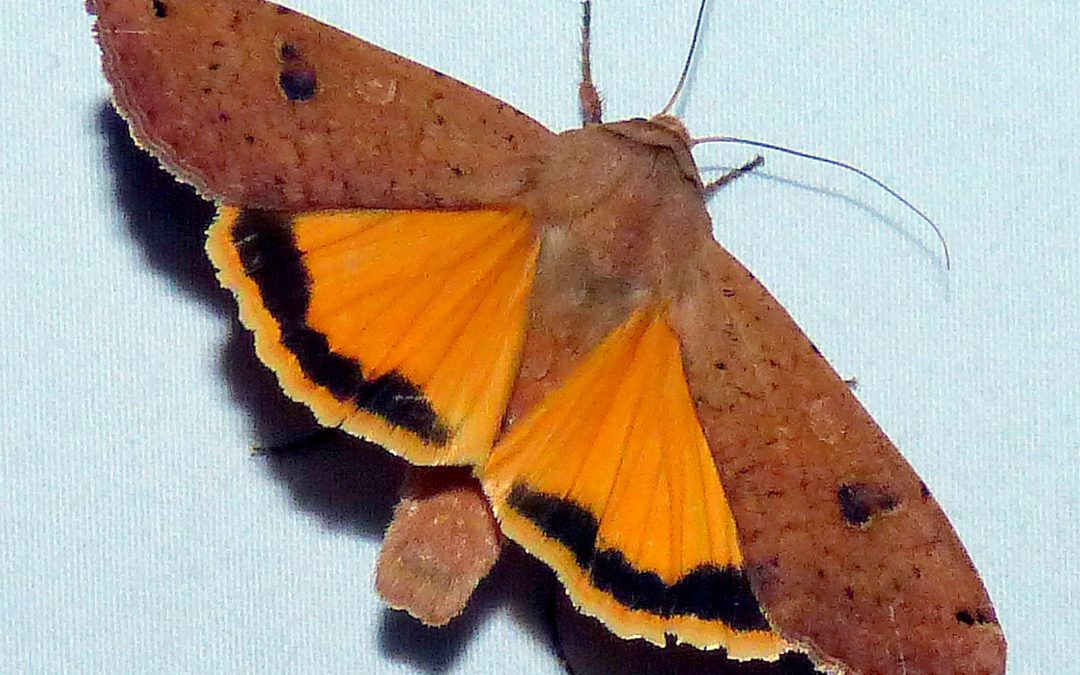 Local moths topic of book displayed at Werner