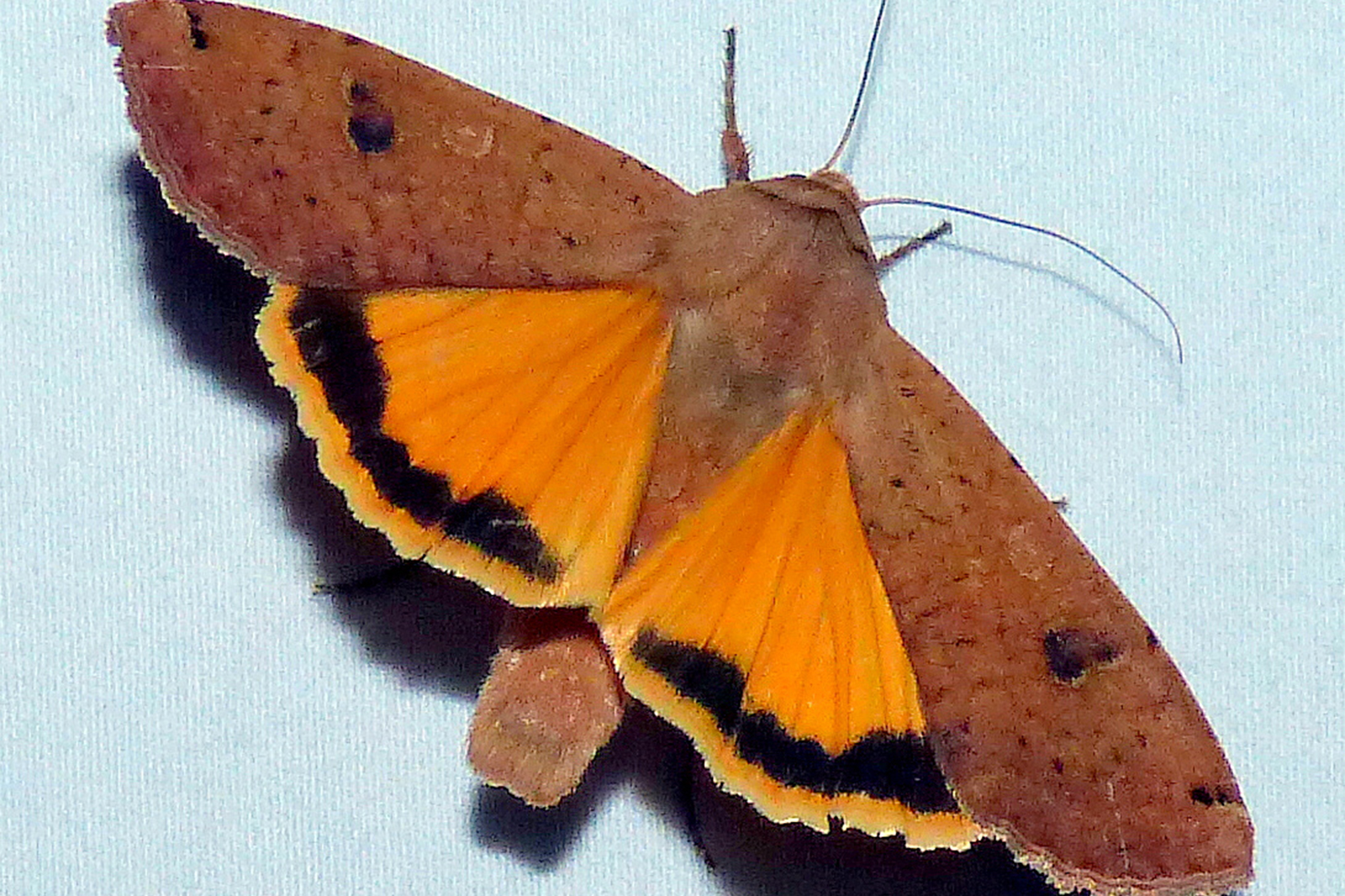 Color photo of a moth