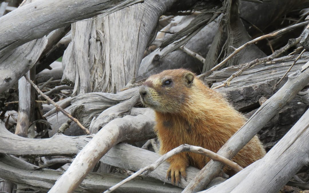 ‘Sagebrush Sea’ opens at Werner Wildlife Museum