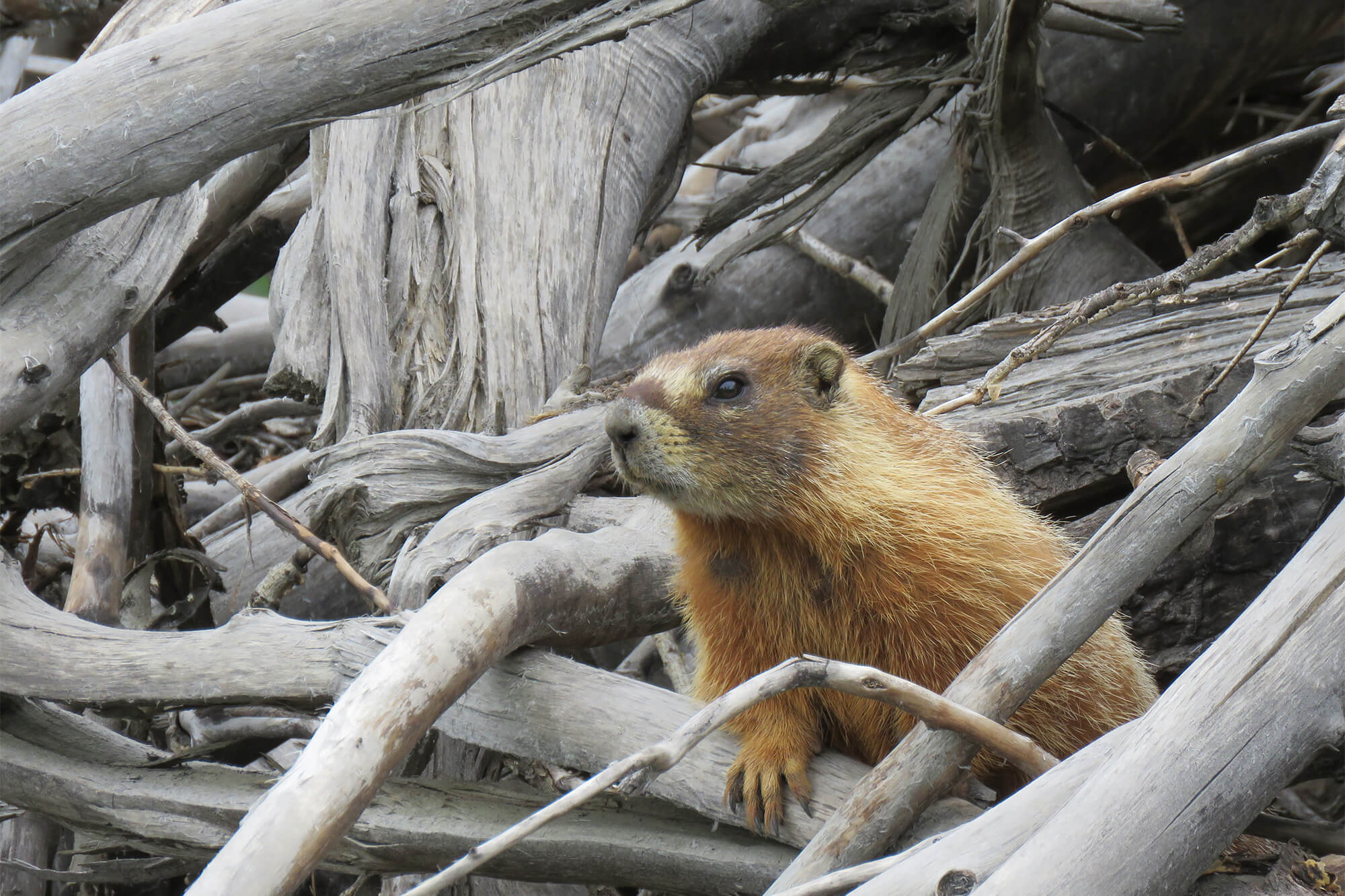 Color photo of a marmot on a pile of driftwood.