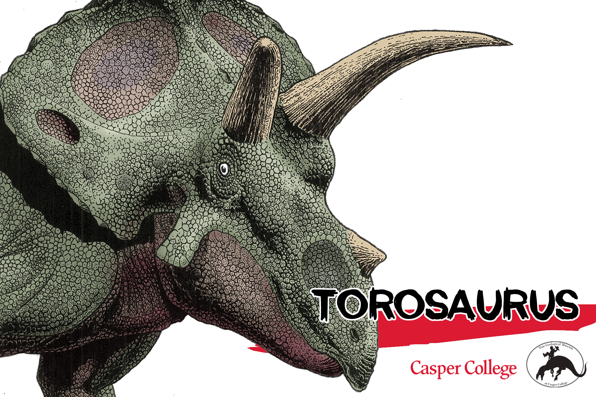 Colored drawing of a Torosaurus head with the word Torosaurus.
