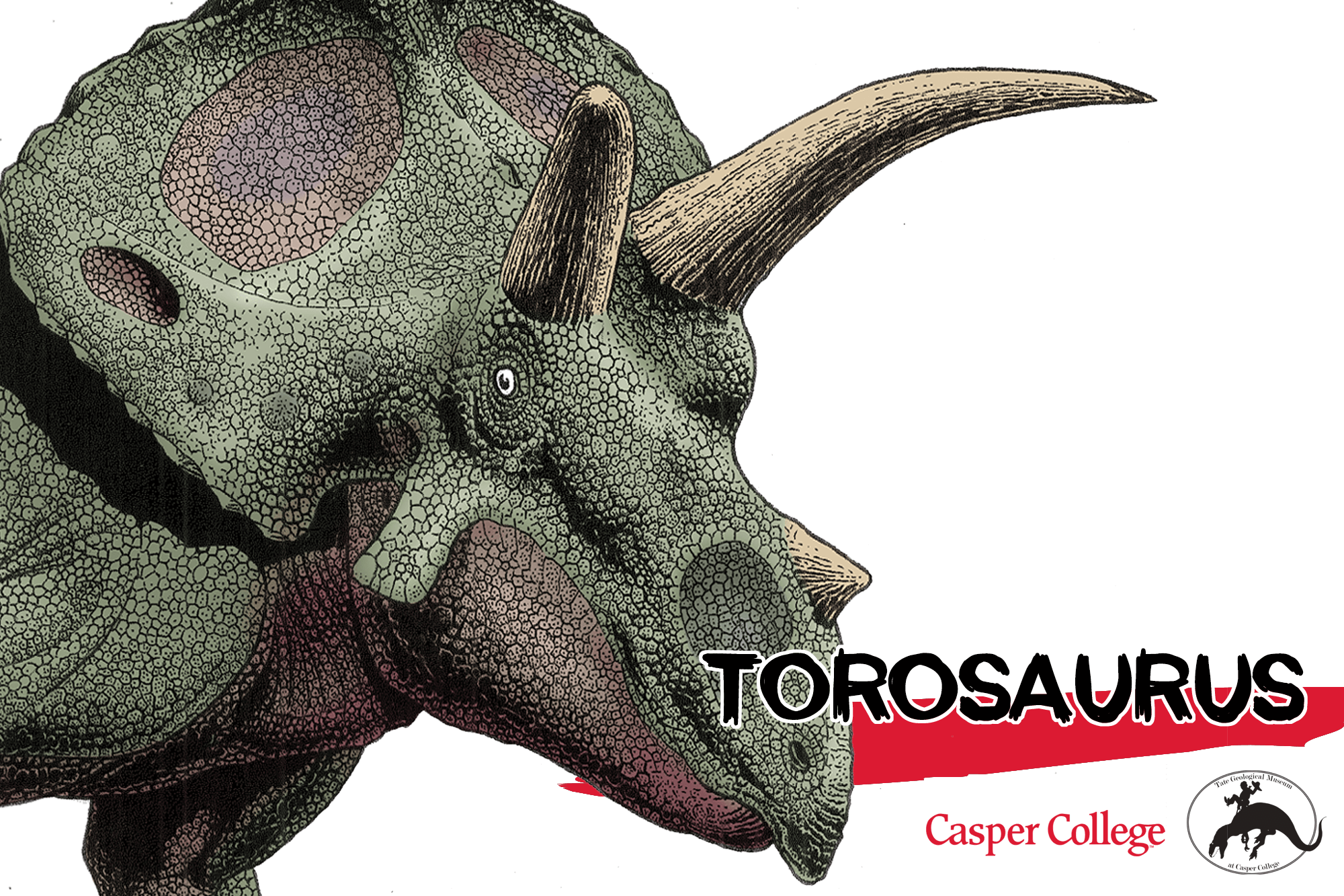 TorosaurusSkullImage–1019 Colored drawing of a Torosaurus head with the word Torosaurus.