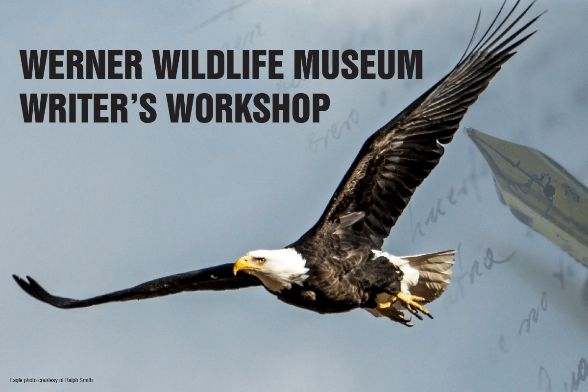 Photograph of an eagle flying with the words"Werner Wildlife Museum Writer's Workshop."