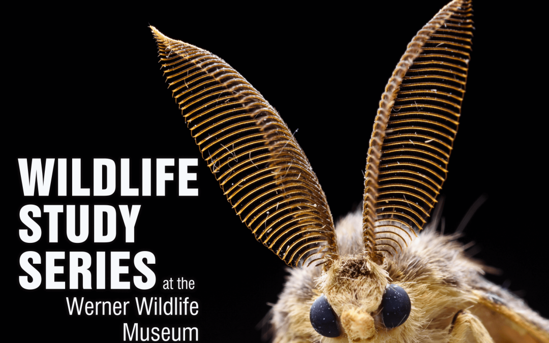 Natrona County moths topic of presentation